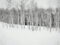 Horizontal greyscale shot of bare trees covered in snow in a snowy area in winter