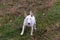 Horizontal high angle frontal view of unleashed white bull terrier with pale darker spots
