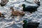 Horizontal image of a cayuga duck and a mallard swimming on the water. The concept of domestic animals, poultry breeding