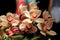 Horizontal image of exotic orchids in tropical gardens