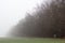 Horizontal image of foggy morning tree row