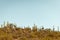 horizontal image of man Saguaro Cacti in sanoran desert US with mostly blue sky copy space