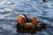 A horizontal image of a mandarin duck Aix galericulata with colorful feathers on its feathers swims on the water at sunset. Animal