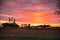 Horizontal image of a orange and pink sunrise over a field of milo