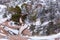 Horizontal image of a snow covered wind twisted juniper tree growing on top of a red sandstone boulder