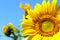 Horizontal image of sunflower over blue sky background. Abstract colorful nature background.