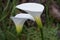 Horizontal image of two calla flowers with dew drops