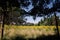 Horizontal image of wild yellow flowers field in a forest in Corbett, Oregon