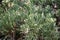 Horizontal juniper (Juniperus horizontalis) is used in landscape design