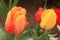 Horizontal l file of an orange and yellow tulip flower in focus with other red and yellow tulips in back.