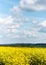 Horizontal landscape backgrounds of beautiful spring blooming yellow rape flower field.