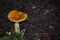 Horizontal Landscape Image of Amanita Species of Wild Mushroom Growing in a Forest