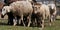 Horizontal long banner with sheep and rams. Flock of domestic purebred white and black sheep graze in paddock in countryside on