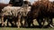 Horizontal long banner with sheep and rams. Flock of domestic purebred white and black sheep graze in paddock in countryside on