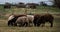 Horizontal long banner with sheep and rams. Flock of domestic purebred white and black sheep graze in paddock in countryside on