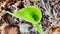 Horizontal macro closup top view from the hole centre of a green banana sprout with brown blurred background and copy space