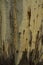 Horizontal natural wooden background. Fragment of the surface of a thick willow tree trunk