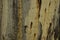 Horizontal natural wooden background. Fragment of the surface of a thick willow tree trunk