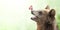 Horizontal nature banner with cheerful brown bear Ursus arctos with monarch butterfly sitting on his nose