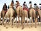 Horizontal of nomads on camels at desert festival