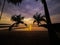 Horizontal palm trees, Koh Kood