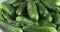 Horizontal panorama. Raindrops fall on ripe, whole cucumbers.