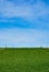 horizontal photo of an agriculture field with green crops and an irrigation watering system to water the grass to grow the wheat