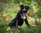 horizontal photo of a beautiful  puppy,amstaff dog