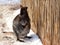 Horizontal photo of Bennettâ€™s wallaby sitting in snow with paws together