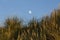 Horizontal photo of a clear moon in a blue sky with some wild grass in the foreground