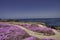 Horizontal photo of the colorful pink iceplant coastline of Pacific Grove, CA.