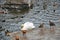 Horizontal photo of different ducks, swans and other birds on water