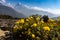 Horizontal photo of Fish Tail peak Machapuchare against blue sky with yellow flowers as foreground, Himalayas