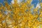 Horizontal photo of a group of aspen trees with yellow foliage is against the blue sky background in the forest in autumn