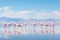 A Horizontal Photo of a Group of Flamingos on a Salt Lake. Generative By Ai