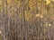 Horizontal photo of a group of young aspen trees with yellow foliage is against the blurred background in the forest in