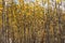 Horizontal photo of a group of young aspen trees with yellow foliage is against the blurred background in the forest in