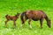 horizontal photo of a horse mom with a foal on a green