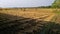 Horizontal photo of light and shadows on the harvested field with dry golden straw