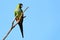 Horizontal photo of a Nanday Parakeet (Aratinga nenday) with ad space in blue