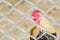 Horizontal photo of rooster behind wire fence, shallow depth of