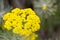 Horizontal photo of yellow yarrow flower