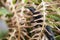 horizontal photograph of zootoca vivipara lizard hiding among ferns. copyspace
