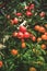 Horizontal photography of the apple orchard.