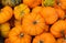 Horizontal picture of a pumpkins in a garden