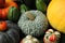 Horizontal picture of a pumpkins in a garden