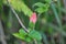 Horizontal Pink Chinese Hibiscus Flower bud stage
