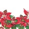 Horizontal poinsettia banner on a white background. Watercolor Christmas composition. Euphorbia pulcherrima. Christmas Star. Star