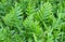 The Horizontal of Polypodium Diversifolium Textured Background