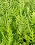 The Horizontal of Polypodium Diversifolium Textured Background